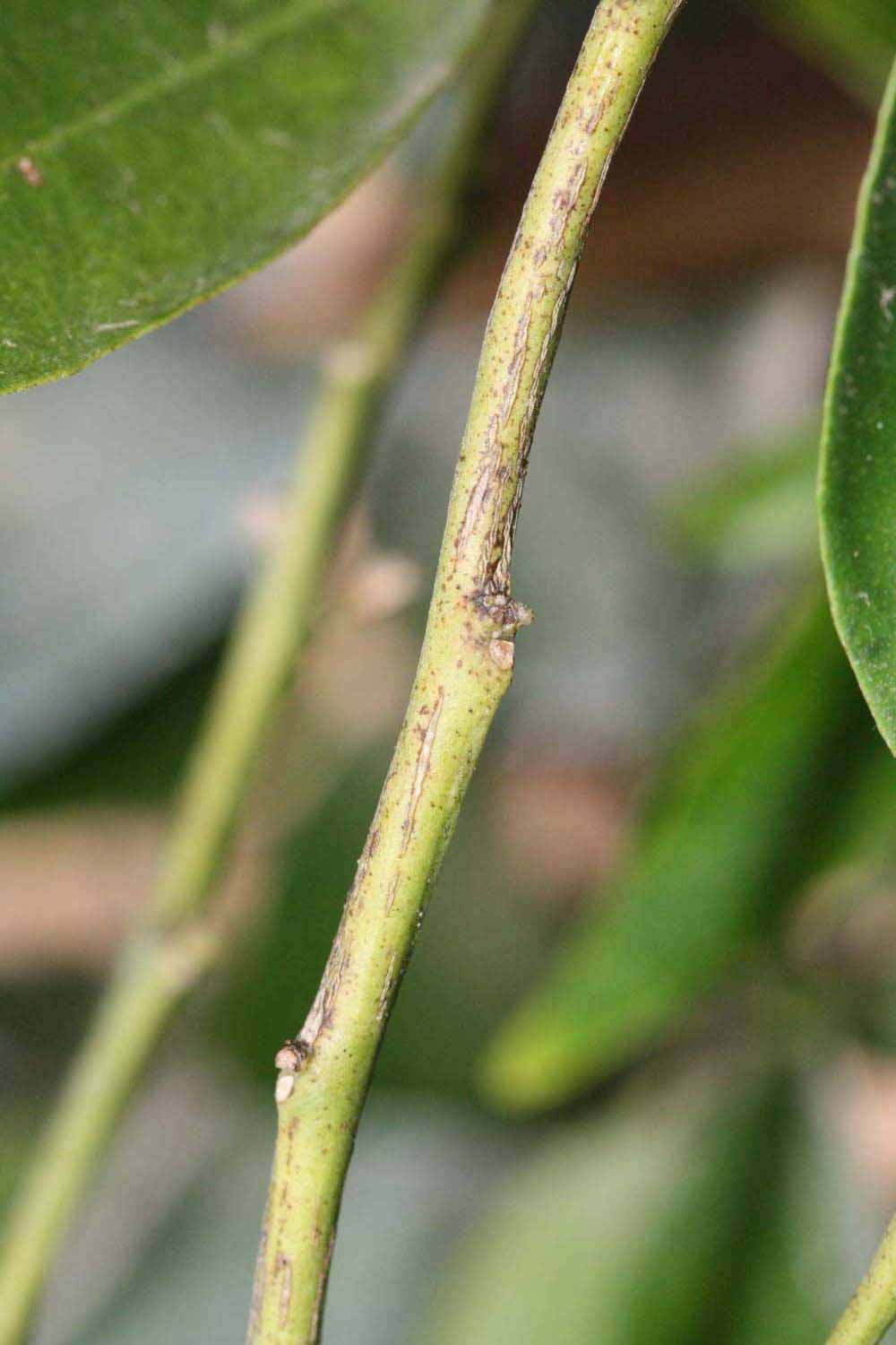            First year twig (Riverside, CA)   